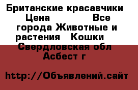 Британские красавчики › Цена ­ 35 000 - Все города Животные и растения » Кошки   . Свердловская обл.,Асбест г.